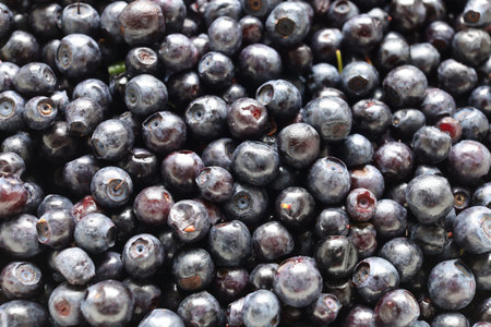 blueberry close-up. Dark blueberry.の写真素材