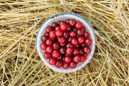 A cherry in a bucket. Red cherry harvest.の写真素材