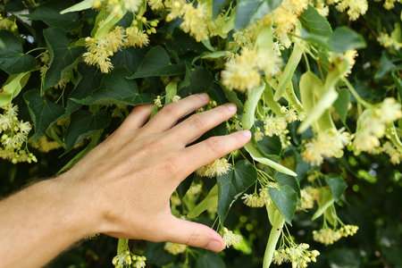 Linden blossoms. Linden in summerの写真素材