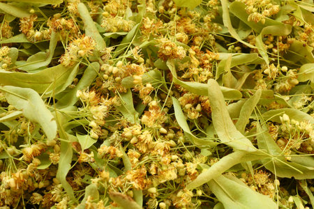 A lot of linden flowers. Linden flower close-up.の写真素材