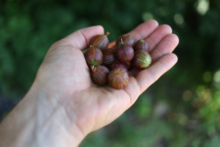 gooseberry in hand. Berry in palm.の写真素材