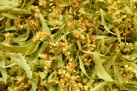 A lot of linden flowers. Linden flower close-up.の写真素材