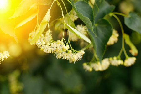 Linden blossoms. Linden in summerの写真素材