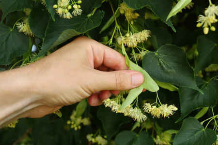 Linden blossoms. Linden in summerの写真素材