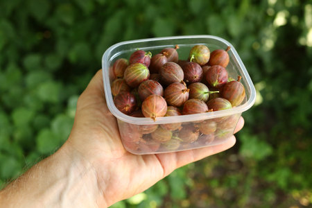 Gooseberry in a plastic container.の写真素材