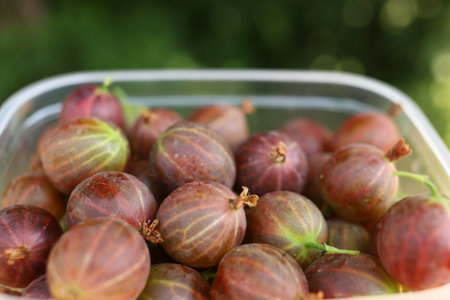 Lots of gooseberries. Harvest gooseberry berries.の写真素材