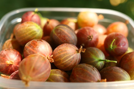 Lots of gooseberries. Harvest gooseberry berries.の写真素材