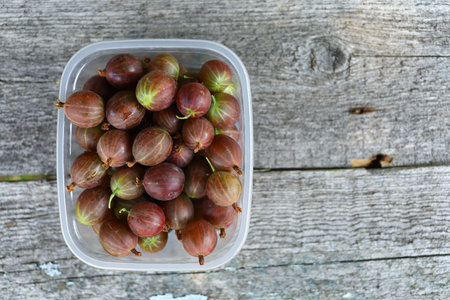 Gooseberry in a plastic container.の写真素材