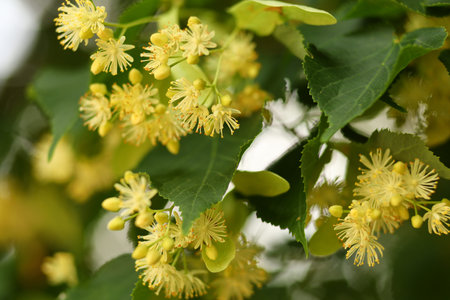 Linden blossoms. Linden in summerの写真素材