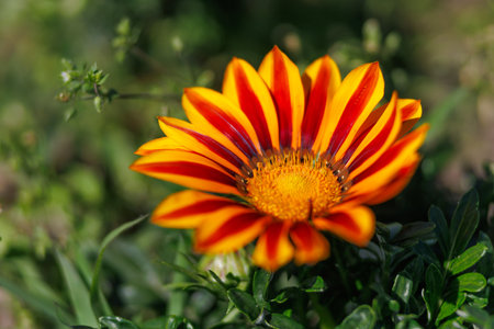 Beautiful colorful flower. flower with orange petalsの写真素材