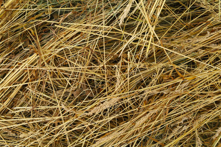 Lots of yellow hay. Hay background or textureの写真素材