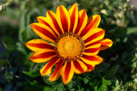 Beautiful colorful flower. flower with orange petalsの写真素材