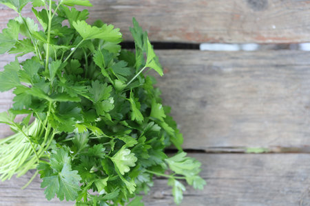 Parsley greens. Parsley close-up. Place for textの写真素材