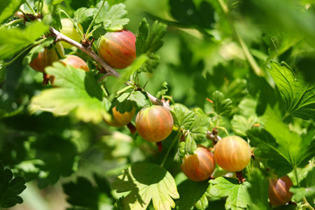 Gooseberry grows on the bush close-up. Gooseberries ripen.の写真素材