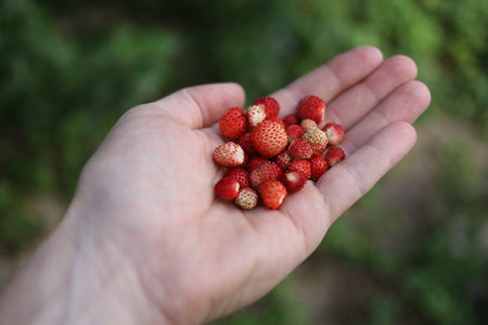 wild strawberries in hand. wild strawberries in the palmの写真素材