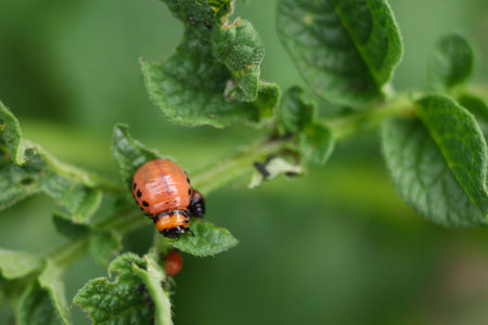 Young Colorado potato beetles. Colorado potato beetle on potatoes.の写真素材
