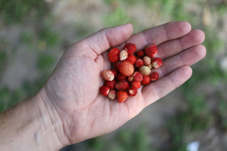 wild strawberries in hand. wild strawberries in the palmの写真素材