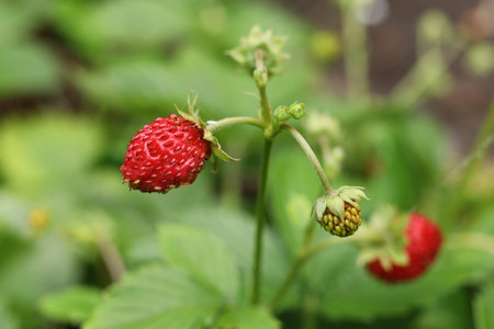 wild strawberries in the gardenの写真素材