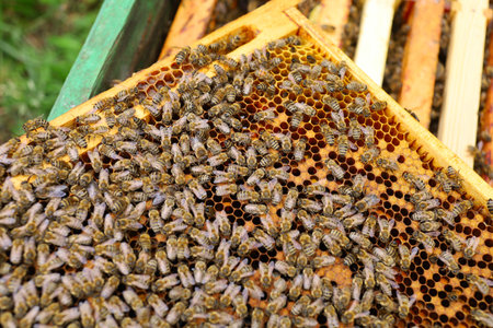 Frames with bees in the apiaryの写真素材