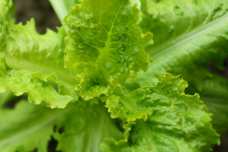 Lettuce close-up. Greens grow in the gardenの写真素材