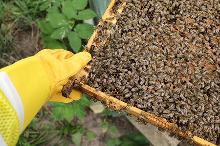 Frames with bees in the apiaryの写真素材