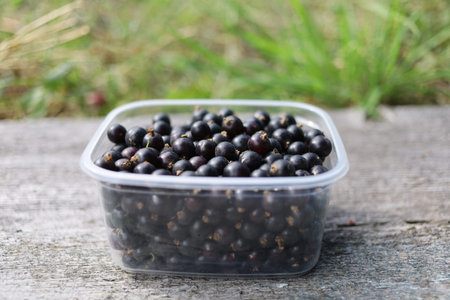 Black currants in a plastic basket.の写真素材