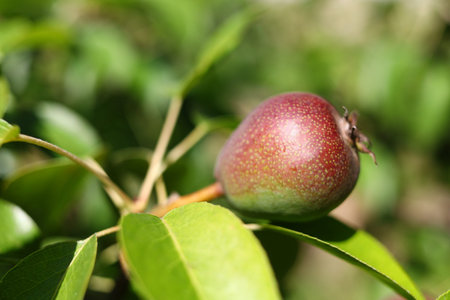 Growing pear fruit close upの写真素材