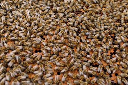 Lots of bees close-up. Bees are insectsの写真素材