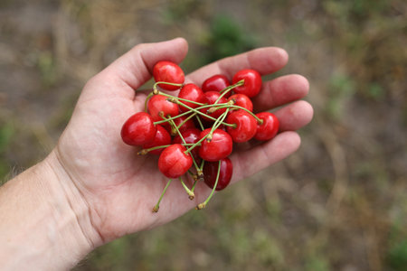 Red sweet merry. Merry berry in handの写真素材