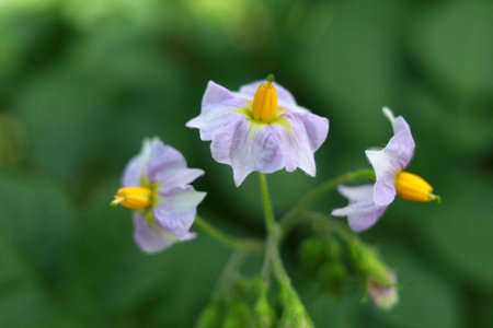 Flowering potatoes. Potatoes bloom close-upの写真素材