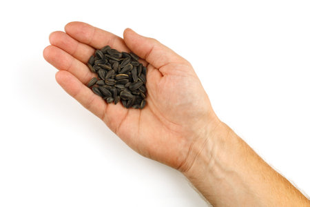 Sunflower seeds in hand isolateの写真素材