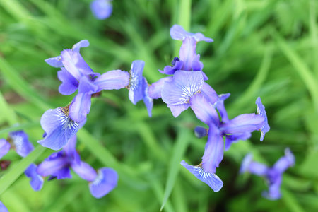 Iris sibirica beautiful blue flowers