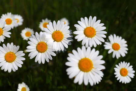 wild white daisies. Beautiful wildflowers close-upの写真素材