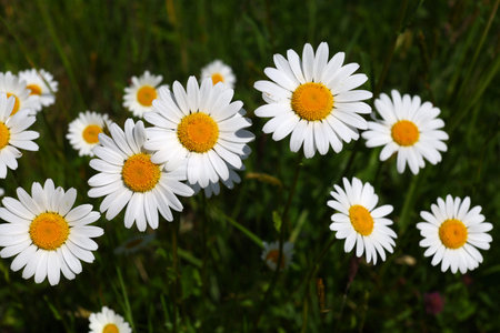 wild white daisies. Beautiful wildflowers close-upの写真素材
