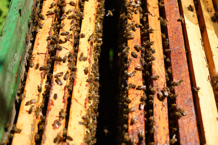 Bees in the hive. Open hive with beesの写真素材