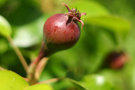 ripen a pear on a treeの写真素材