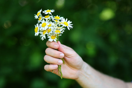 wild chamomile flower in handの写真素材