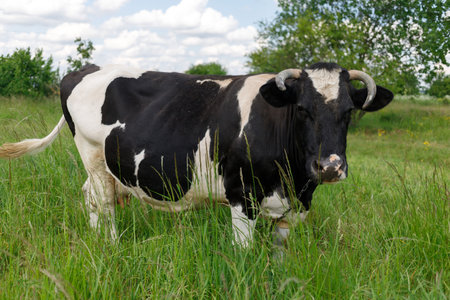 black and white cow grazes in summerの写真素材