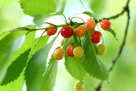 wild cherry grow on a treeの写真素材