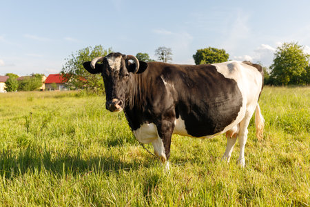 black and white cow grazes in summerの写真素材