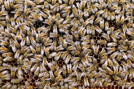 Lots of bees. Bees insects on the frame of the hive.の写真素材