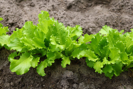 Lettuce grows in the gardenの写真素材