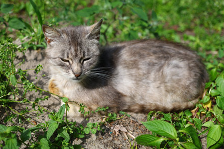 Gray cat doses off in summerの写真素材