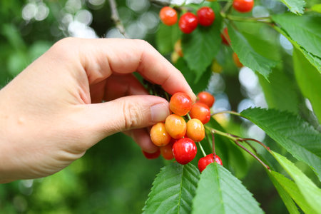 Hand plucks wild cherry close-upの写真素材