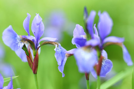 Iris sibirica beautiful blue flowersの写真素材