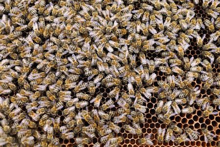 Lots of bees. Bees insects on the frame of the hive.の写真素材