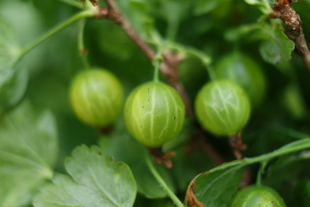 Green gooseberry reaches the berry.の写真素材