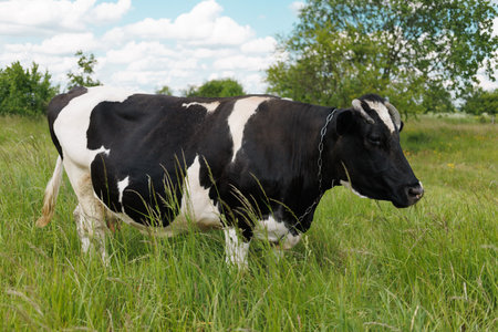 black and white cow grazes in summerの写真素材