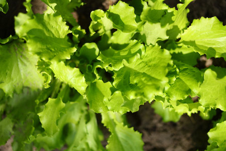 Lettuce grows in the gardenの写真素材