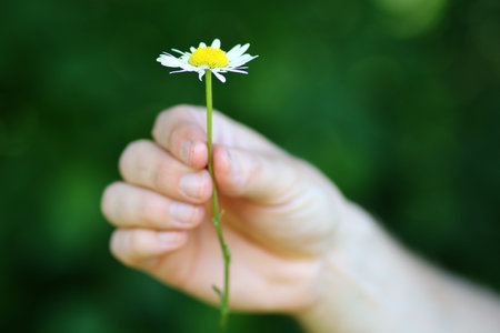 wild chamomile flower in handの写真素材